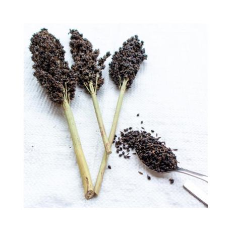 Black Sorghum 1kg - Black Sorghum in trossen