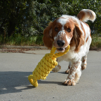 Brinquedo de corda para cães - Tug Life - amarelo - 52cm