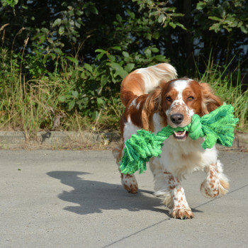 Corda in cotone con due nodi intrecciata per cani - verde - 40 cm