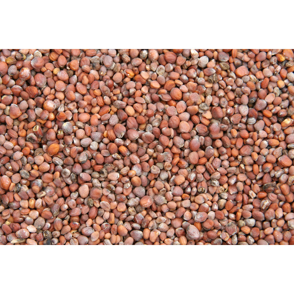 Sementes de rabanete 5kg - Blattner