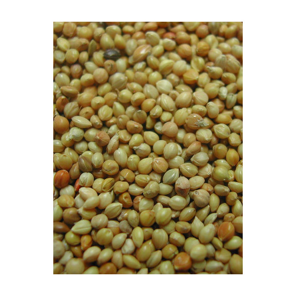 Panis Amarillo 20kg