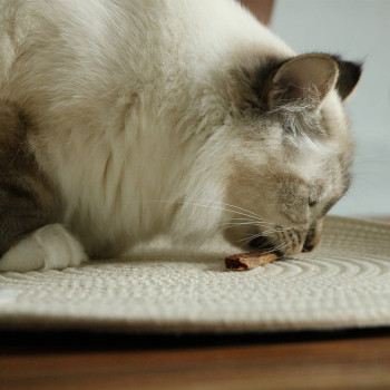 Bastoncini di anatra - 70g - 11cm - Adoro lo snack per gatti felici