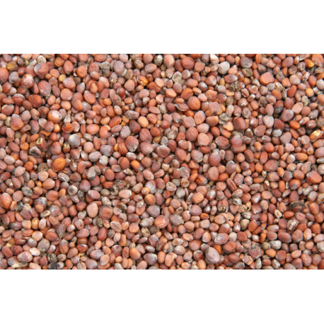 Sementes de rabanete 1kg - Blattner