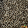 Live Buffalo Worms 1kg