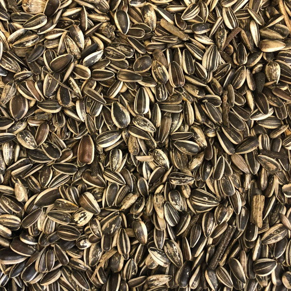 Graines de tournesol striées 25 kg de nourriture pour oiseaux hivernale  Nourriture pour toute l'année
