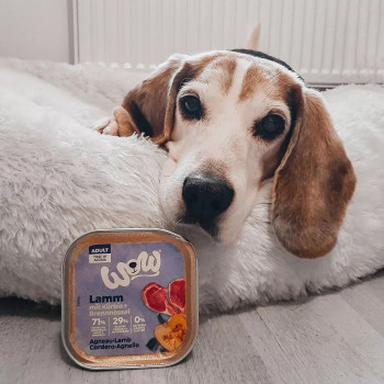 Adulto Cordeiro 150g - Comida húmida para cães - Wow