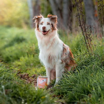 Adulto Salmón 800g - Comida húmeda para perros - Wow