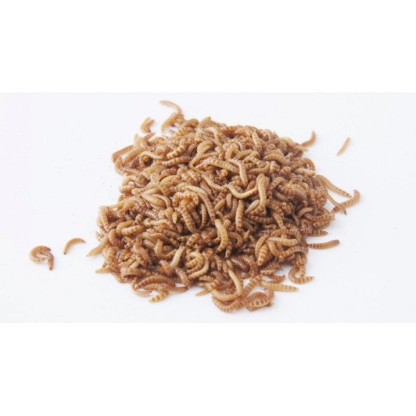 Live Buffalo Worms 1kg