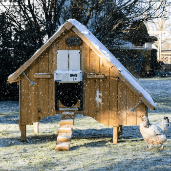 Portero ChickenGuard todo en uno para gallinero