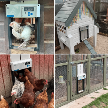 Porta automatica ChickenGuard tutto in uno per pollaio