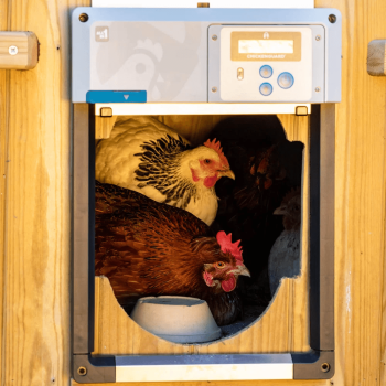 ChickenGuard alles-in-één deuropening voor kippenhok