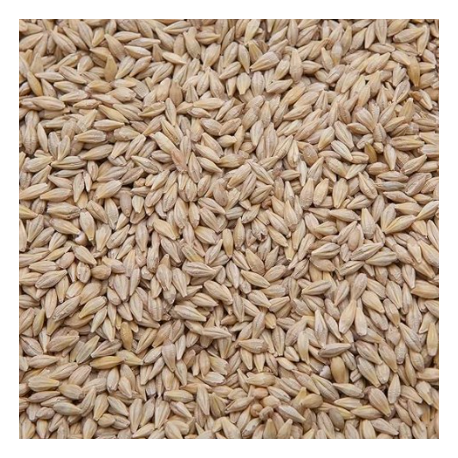 copy of Pigeon barley - Beyers - 25kg