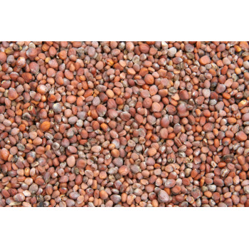 Radish seeds 25kg