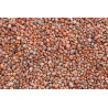 Radish seeds 25kg