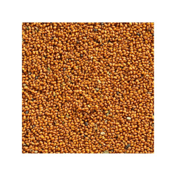 Camelina Seeds 25kg - Gold of Pleasure