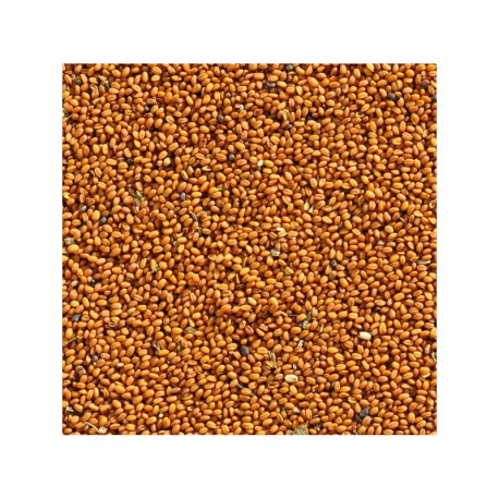 Semi di Camelina 1kg - Oro del piacere