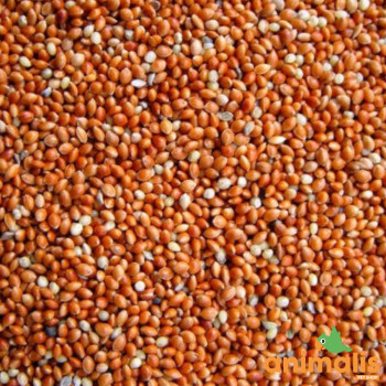 Millet Rot 1kg