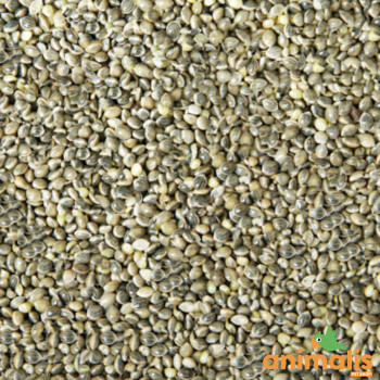 Millet vert 5kg - Blattner