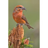 Parrot Crossbill I Special 15kg - Blattner