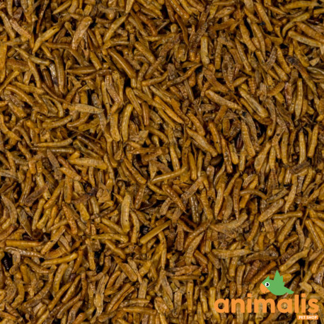 Dried pinkies 1kg - Blattner