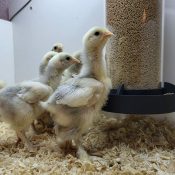 Mangeoire évolutive pour poussins : anti-gaspillage et robuste 1kg - Avec patère - Evena