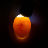 LED-Eierprüfer mit Adapter und Batterieanschluss