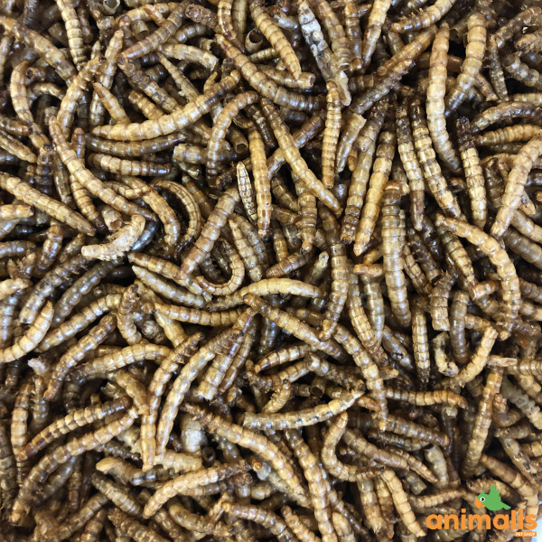 Mealworms 5 kg de vers de farine séchés pour oiseaux sauvages